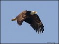 _0SB8814 american bald eagle